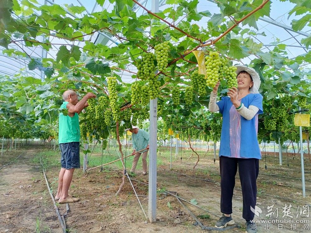西王村陽光玫瑰葡萄園。通訊員 程愛華 攝.jpg.jpg