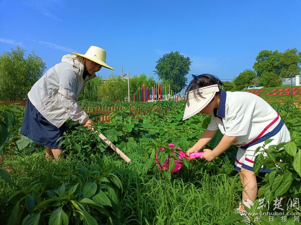 市民帶孩子在共享菜園里鋤草、澆水。通訊員 程愛華 攝.jpg.jpg